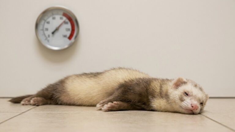 J'ai laissé mon furet dans la pièce du fond à 32 °C juste le temps d'une sieste : en revenant, il ne haletait toujours pas...