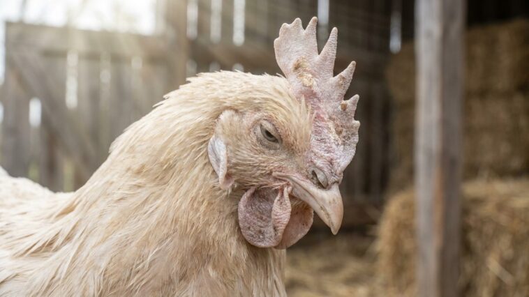 J'ai mis les crêtes pâles de mes poules sur le compte de la canicule d'août : le soir où j'ai passé la main sous le percho...