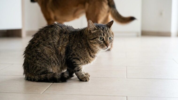 J'ai mis un collier antipuces à mon chien sans penser au chat : deux jours plus tard, il tremblait sur le carrelage et le ...