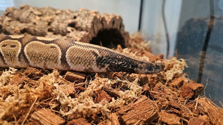 J'ai monté le chauffage du terrarium de mon python royal cet automne juste pour qu'il n'ait pas froid : deux mues plus tar...