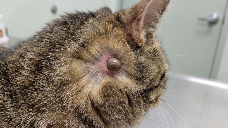 J'ai pressé la petite boule sous le cou de mon chat rentré du jardin juste pour la vider : ce qui a bougé à l'intérieur m'...