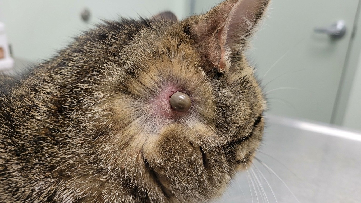 J’ai pressé la petite boule sous le cou de mon chat rentré du jardin juste pour la vider : ce qui a bougé à l’intérieur m’a fait lâcher la pince