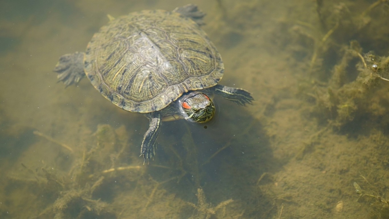 J’ai relâché ma tortue de Floride devenue trop grande dans l’étang derrière chez moi juste pour lui rendre sa liberté : deux mois plus tard, c’est un courrier officiel qui est arrivé dans ma boîte aux lettres