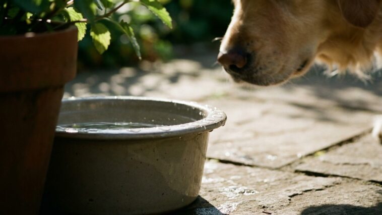 J'ai rempli la gamelle d'eau de mon chien dehors sans jamais la frotter juste parce qu'elle avait l'air propre : fin août,...