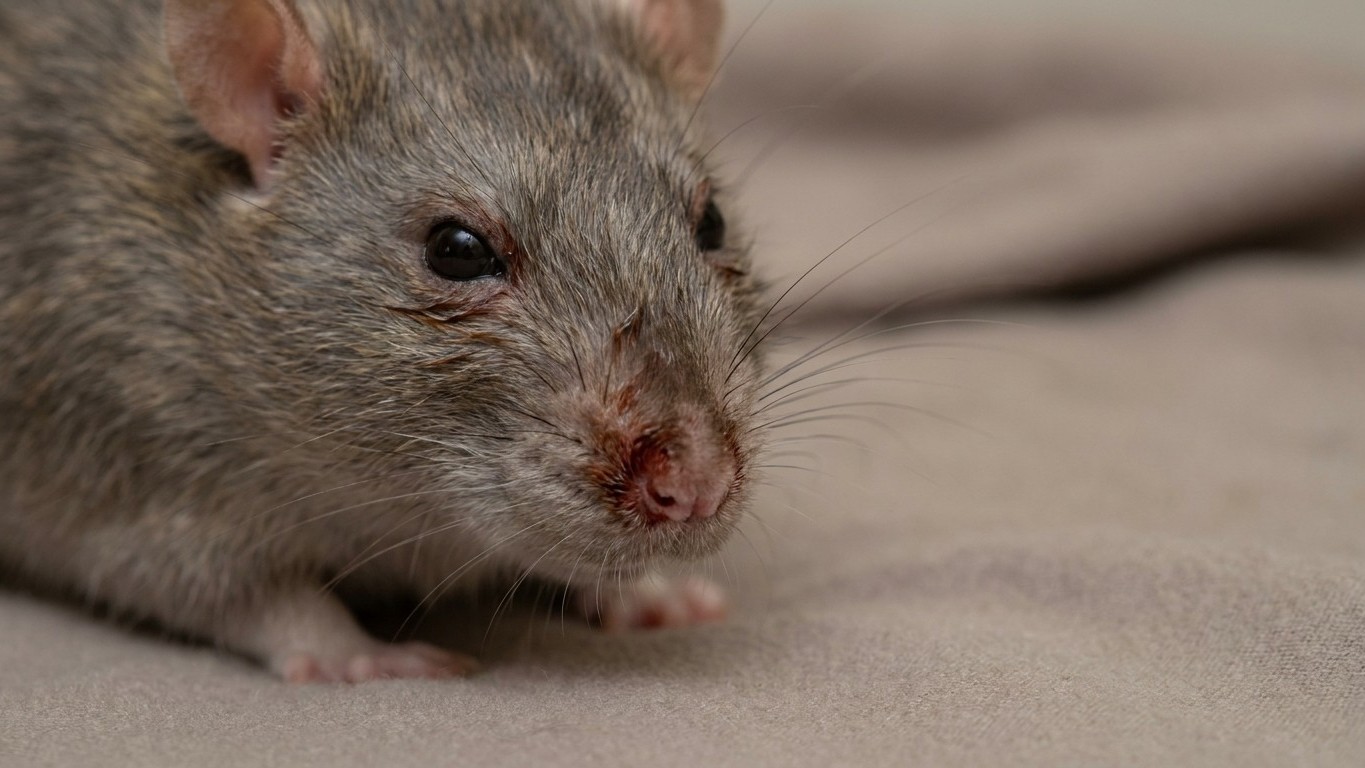 J’ai vaporisé un désodorisant dans le salon chaque matin juste pour couvrir l’odeur de la cage : trois semaines plus tard, mon rat avait des traces rouges autour du nez