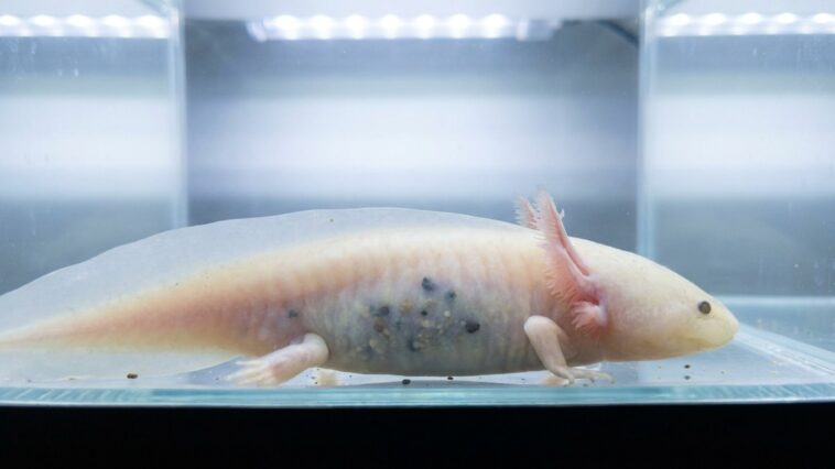 J'ai versé du gravier fin au fond du bac de mon axolotl juste pour que ce soit joli : trois jours plus tard, j'ai compris ...