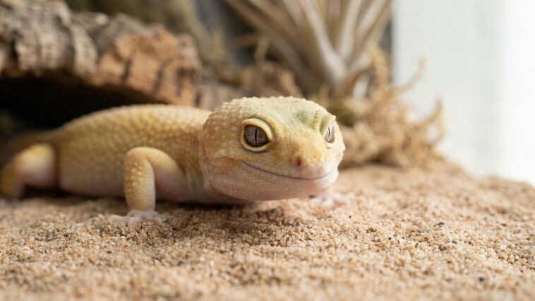 J'ai versé du sable fin dans le terrarium de mon gecko léopard juste pour que ça ressemble à son désert : trois semaines p...