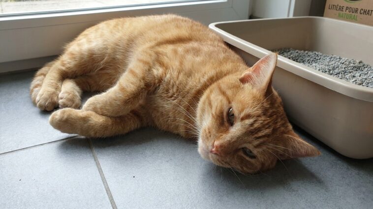 J'ai vu mon chat aller dix fois dans sa litière sans rien laisser juste parce que je le croyais constipé : le lendemain ma...