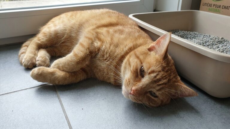 J'ai vu mon chat aller dix fois dans sa litière sans rien laisser juste parce que je le croyais constipé : le lendemain ma...