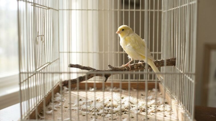J’ai pris rendez-vous chez le vétérinaire parce que mon canari s’était tu du jour au lendemain fin août : en regardant le ...
