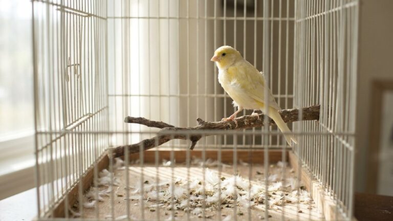 J’ai pris rendez-vous chez le vétérinaire parce que mon canari s’était tu du jour au lendemain fin août : en regardant le ...