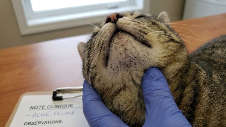 « Je frottais les taches noires sous le menton de mon chat chaque soir » : au téléphone, le vétérinaire m'a demandé dans q...