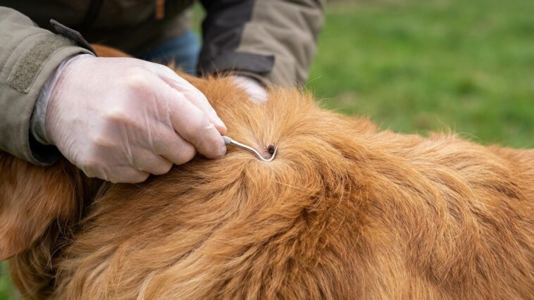 « Je pensais que c'était la fatigue de la balade » : pourquoi les pluies de fin août rendent une seule tique bien plus dan...