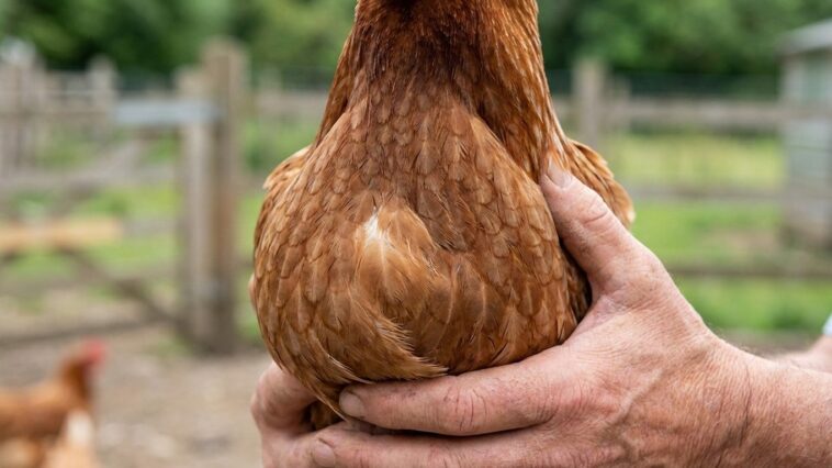 « Je pensais que ma poule avait simplement trop mangé » : pourquoi ce jabot mou et malodorant en fin d'été cache un blocag...