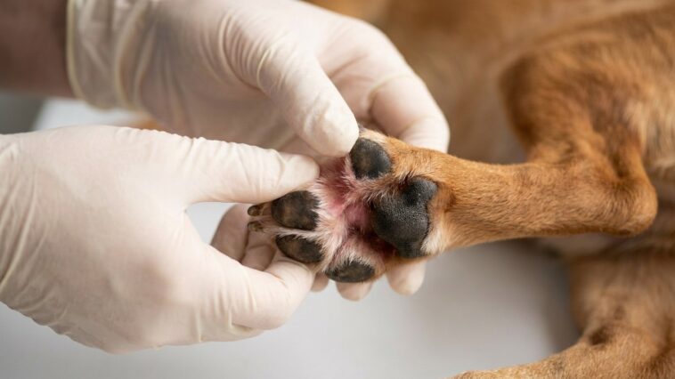 Je traitais mon chien contre les puces tous les mois en pensant être tranquille : fin août, le vétérinaire m'a montré ce q...