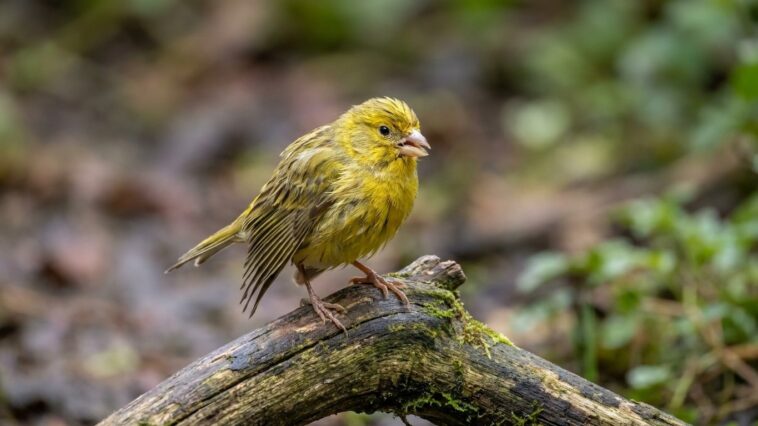 « Mon canari s'est mis à dormir le bec entrouvert pendant la canicule » : trois nuits plus tard, ce n'était plus la chaleu...