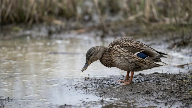 On s'obstine tous à prendre ce canard mou pour un canard fatigué, alors que cette toxine née dans la vase de la mare agit ...