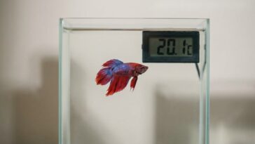 On s'obstine tous à trouver notre betta bien tranquille posé au fond du bocal, alors que ces deux degrés manquants déciden...