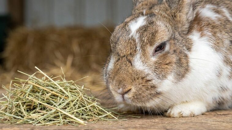 Si votre lapin ne touche plus son foin depuis la veille, ce n'est pas qu'il fait le difficile : c'est ce que son ventre a ...