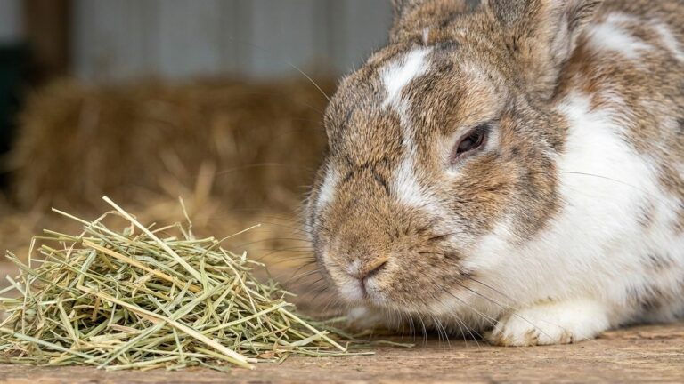 Si votre lapin ne touche plus son foin depuis la veille, ce n'est pas qu'il fait le difficile : c'est ce que son ventre a ...