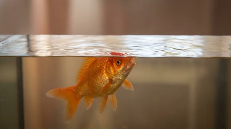 Si vous voyez votre poisson rouge happer l'air en surface en plein mois d'août, ce n'est pas la faim : voici ce qui s'effo...
