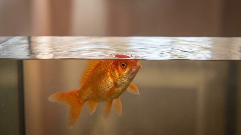 Si vous voyez votre poisson rouge happer l'air en surface en plein mois d'août, ce n'est pas la faim : voici ce qui s'effo...