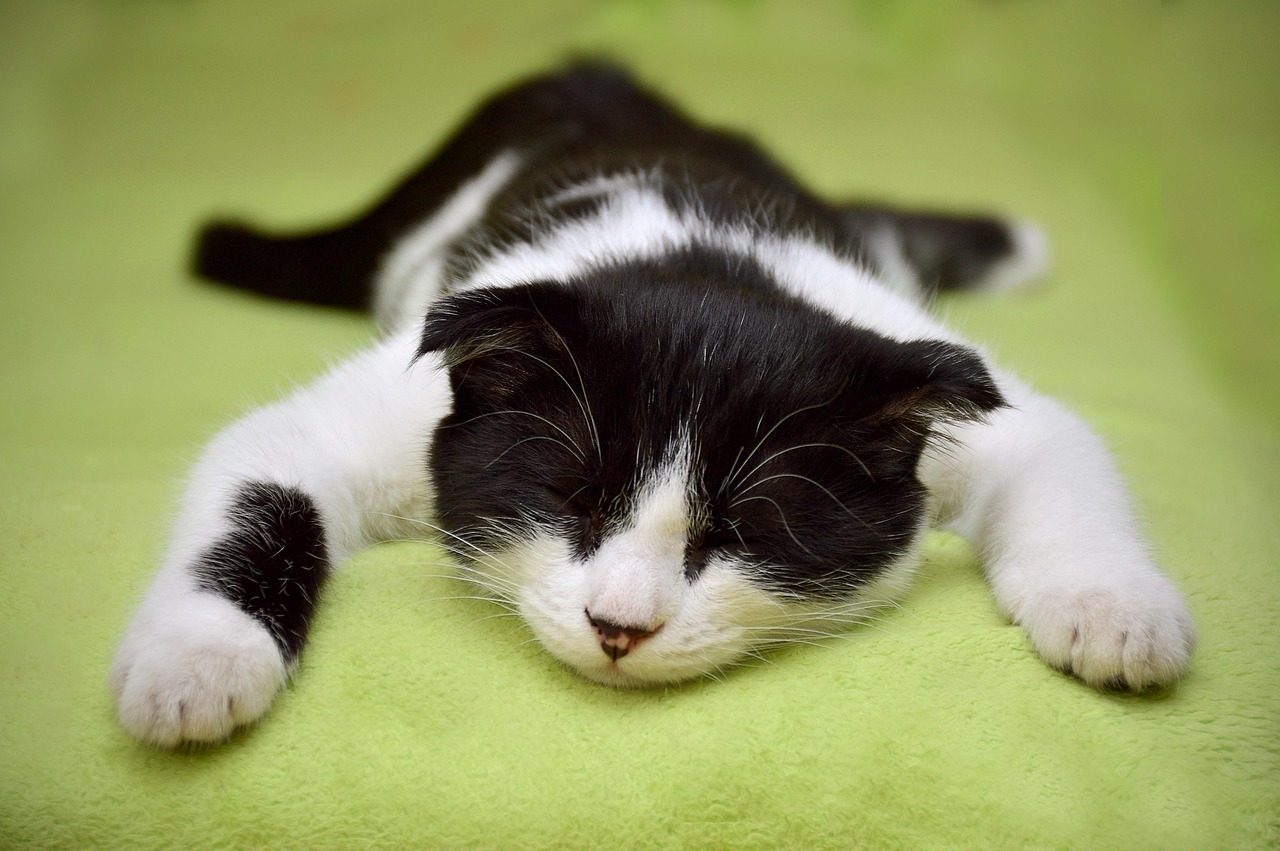 5 signes physiques discrets qui prouvent que votre chat souffre de stress chronique