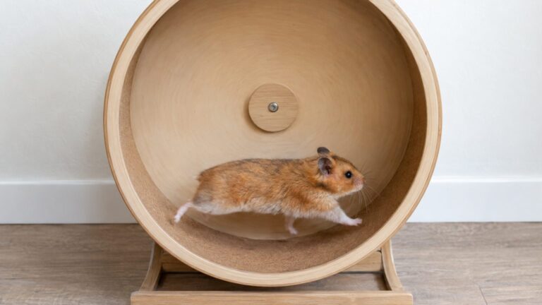 J'ai acheté une roue en animalerie pour que mon hamster syrien se dépense la nuit : le vétérinaire l'a regardé courir deux...