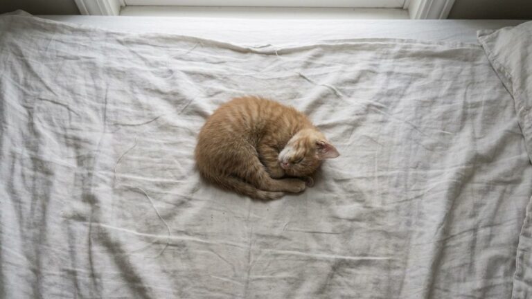 J'ai adopté un chaton en animalerie il y a trois semaines : le vétérinaire m'a demandé qui dormait avec lui dans la maison