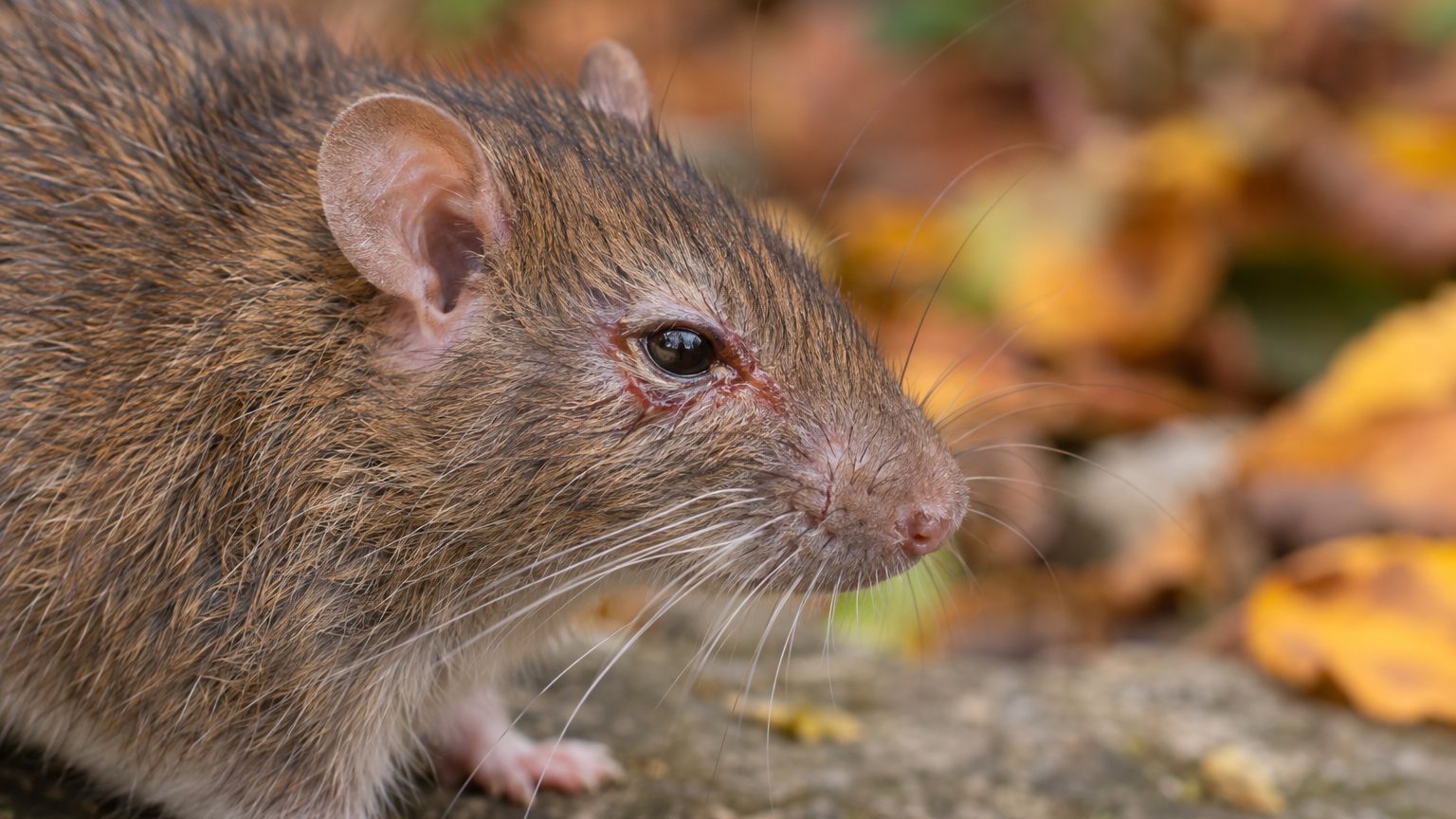 J’ai essuyé chaque matin ce que je prenais pour du sang autour des yeux de mon rat : le vétérinaire a écouté sa respiration et m’a demandé depuis quand il éternuait