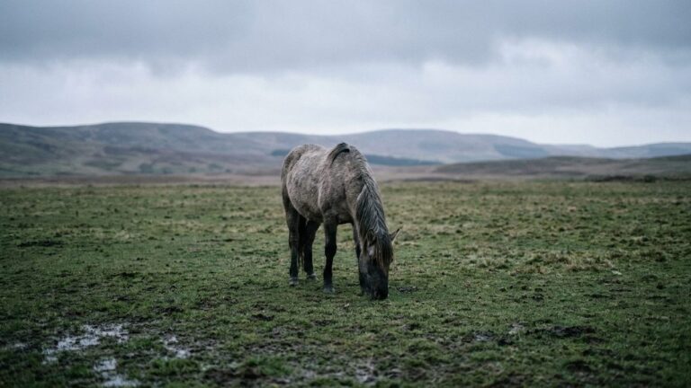 J'ai laissé mon cheval au pré toute la journée après les pluies de septembre : le vétérinaire m'a demandé depuis combien d...