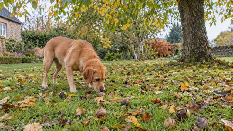 J'ai laissé mon chien jouer sous le noyer du jardin tous les matins d'octobre : le vétérinaire l'a regardé trembler et m'a...