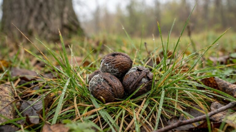 « Je pensais qu'il jouait avec une balle du jardin » : pourquoi ces boules brunes ramassées sous l'arbre sont la vraie rai...