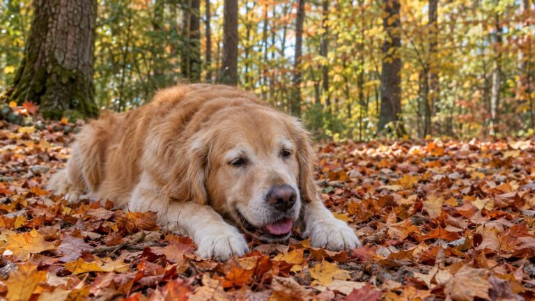 « Je pensais qu'un bâton ramassé en forêt était le jouet le plus naturel pour un chien » : pourquoi le mien refusait sa ga...