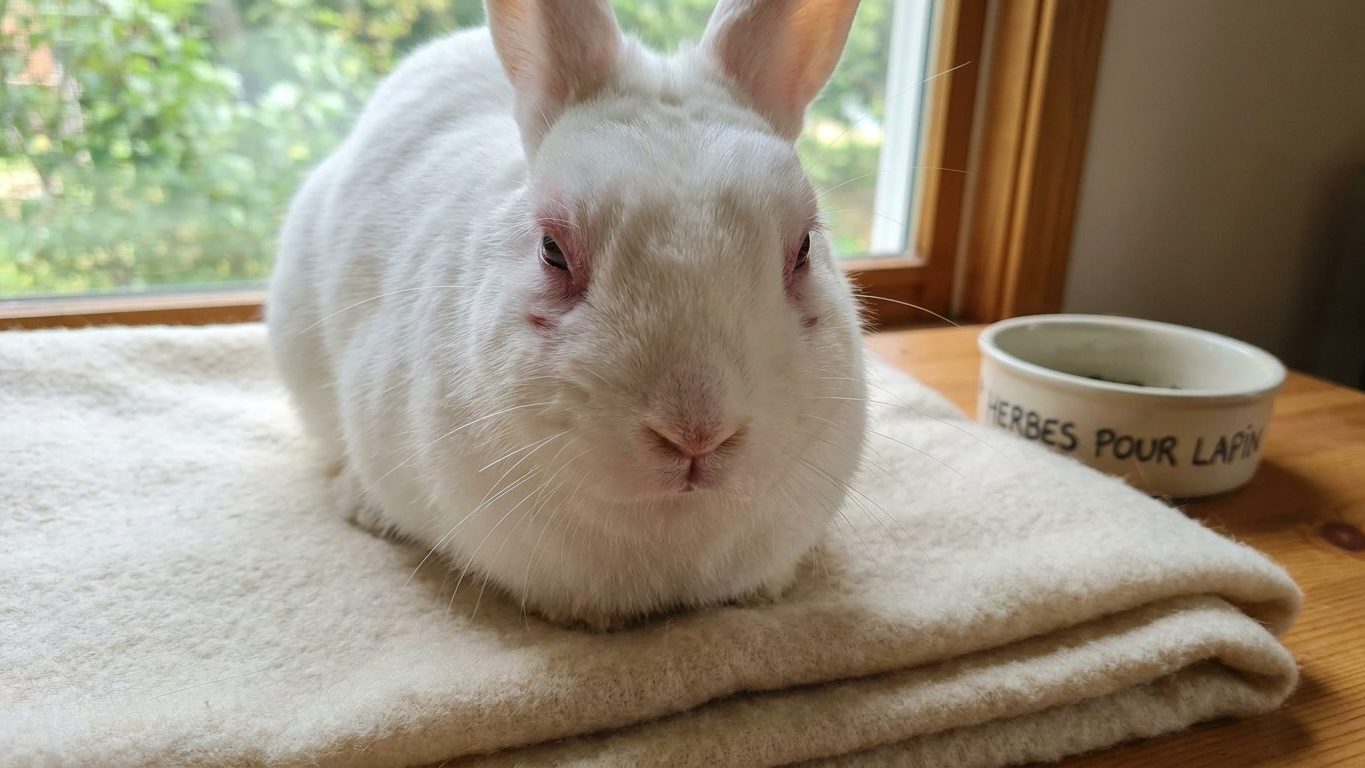 « Je pensais qu’un lapin d’intérieur ne risquait rien » : pourquoi ces soirées douces de septembre sont la vraie raison de ses paupières gonflées