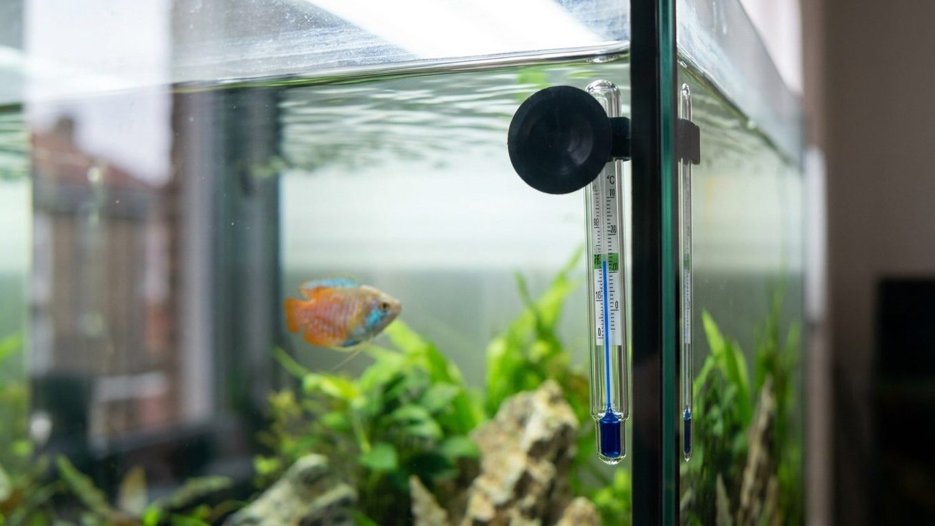 « Je pensais que c’était juste l’automne » : pourquoi ces deux degrés perdus dans le bac peuvent vider un aquarium en une semaine
