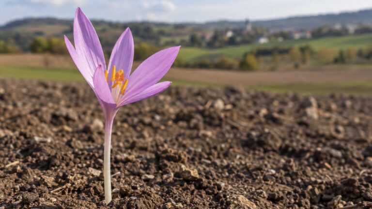 « Ne donne jamais ce foin à tes bêtes » : ce détail sur une petite fleur mauve de mon pré a alarmé un vieux berger en plei...