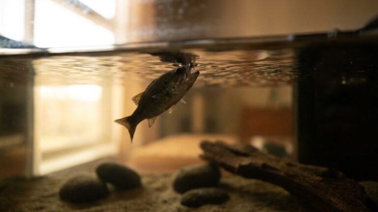 Si vos poissons restent en surface la bouche ouverte deux jours après le nettoyage du filtre, ce n'est pas un manque d'air...