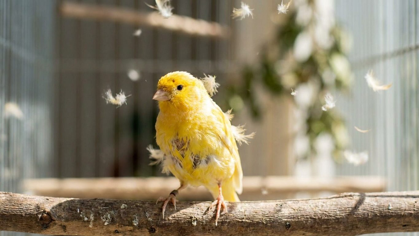 Si votre canari perd ses plumes par poignées et ne chante plus depuis fin août, ce n’est pas une maladie : c’est ce qui manque dans sa mangeoire depuis des mois