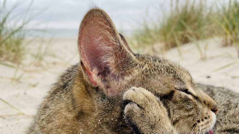 Si votre chat vomit et que ses urines foncent quelques heures après une journée de plage, ce n'est pas un coup de chaleur ...