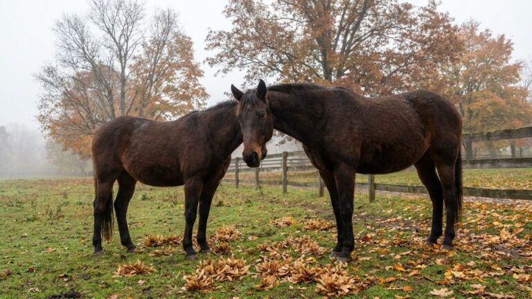 Si votre cheval tremble et urine foncé après une nuit au pré en octobre, ce n'est pas un coup de froid : c'est ce qui est ...