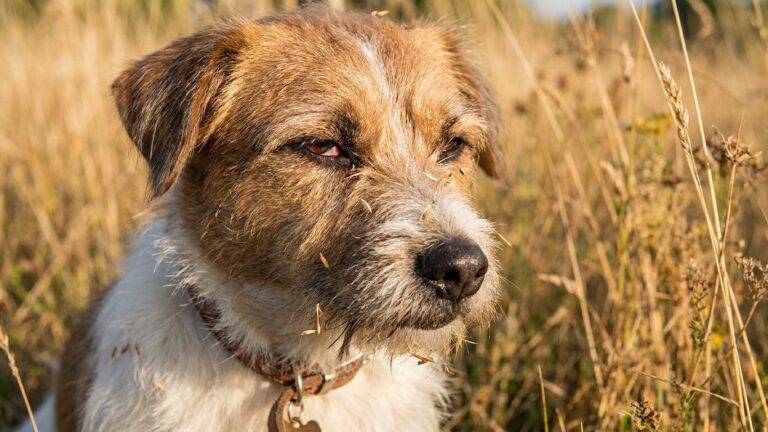 Si votre chien garde un œil à moitié fermé au retour de la balade en fin d'été, ce n'est pas la fatigue : c'est ce qui s'e...