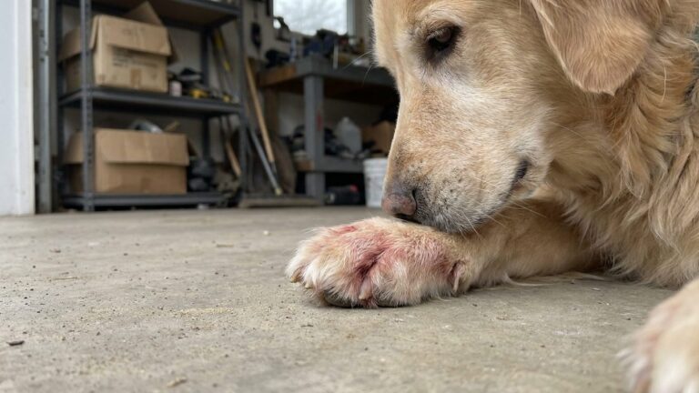 Si votre chien se lèche les pattes et fait otite sur otite depuis la rentrée, ce n'est pas une allergie de saison : c'est ...