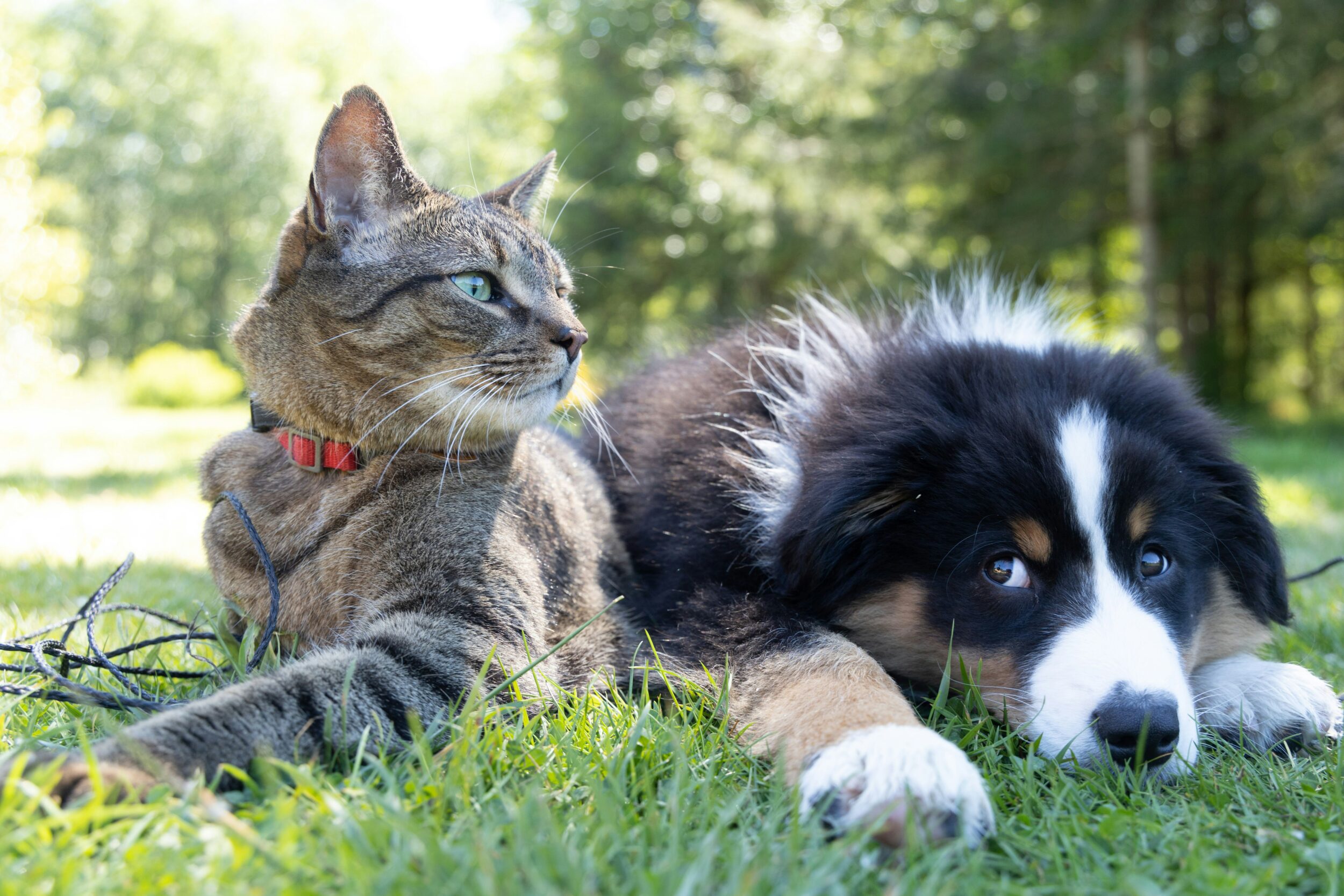 Aménager l’espace et le bien-être de ses animaux : équipements, abris et soins indispensables
